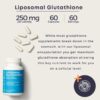 BodyBio Liposomal Glutathione | Body’s Most Powerful Antioxidant | Master Detoxification | Colon Cleanse| Optimal Cell Protection for Immune Defense | Enhanced Liposomal Absorption | 60 Capsules - Image 4