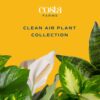 Costa Farms Live Plants (3 Pack), Easy to Grow Real Indoor Houseplants, Air Purifying Plants, Grower's Choice in Home Décor Indoors Plant Pots, New House Gift or Room Décor - Image 2
