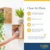 Costa Farms Live Plants (3 Pack), Easy to Grow Real Indoor Houseplants, Air Purifying Plants, Grower's Choice in Home Décor Indoors Plant Pots, New House Gift or Room Décor - Image 7